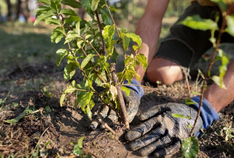 Parish Council in South Cambridgeshire tree claims